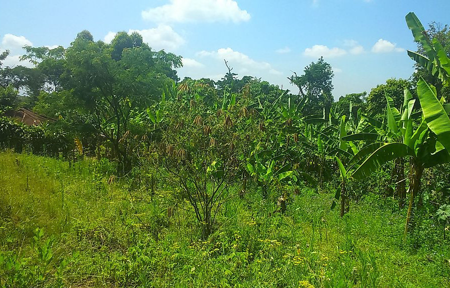 Grüne Landschaft mit Bananenstauden