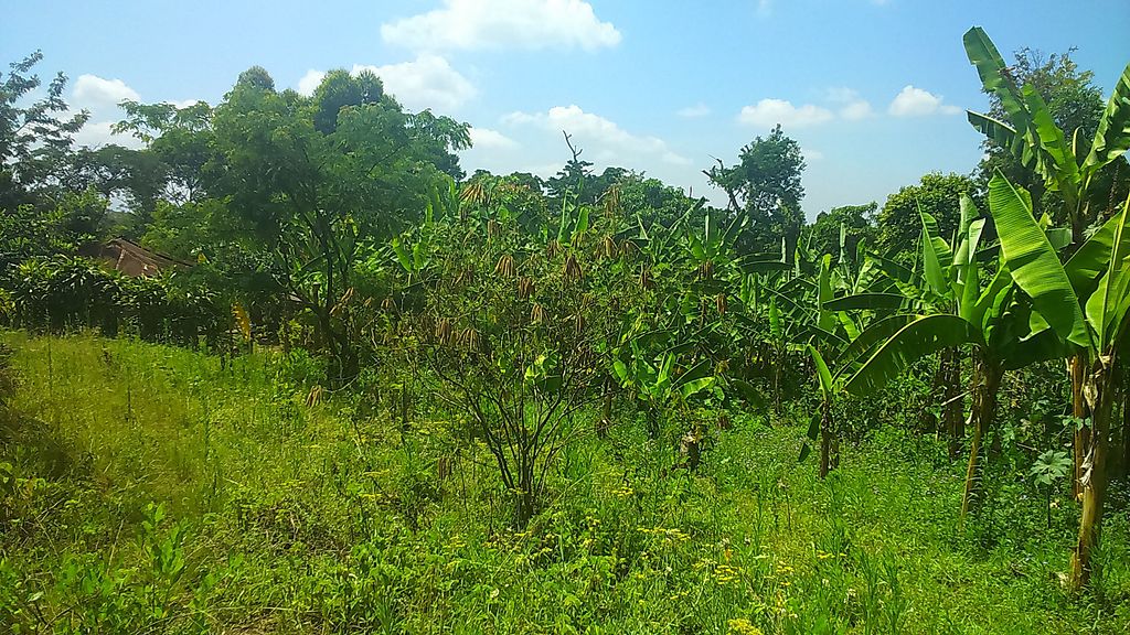 Grüne Landschaft mit Bananenstauden