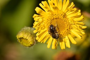 Bienen und Blüten