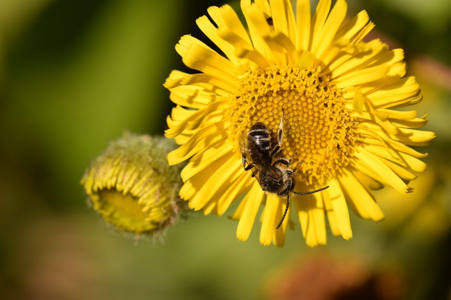Bienen und Blüten