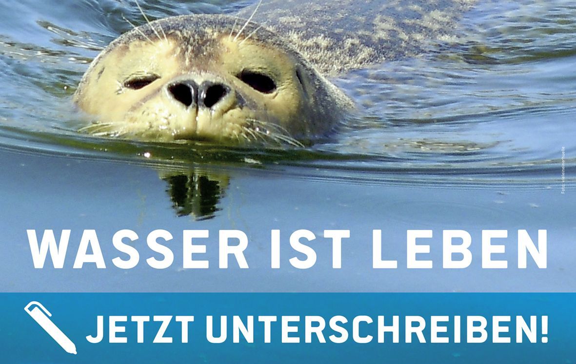 Wasser ist Leben. Jetzt unterschreiben. Seehund schwimmt