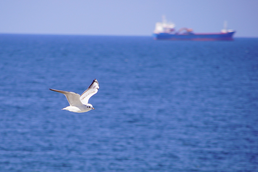 Meer, im Vordergrund fliegt eine Möwe, am Horizont ist unscharf ein Containerschiff zu sehen