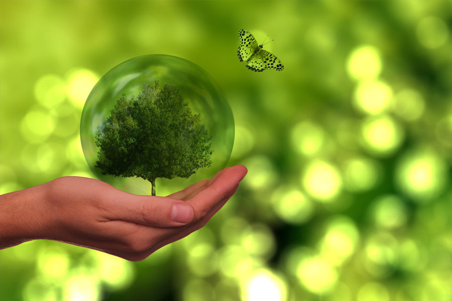 Hand, die eine Glaskugel hält, in der ein Baum steht. Ein Schmetterling und im Hintergrund Grün