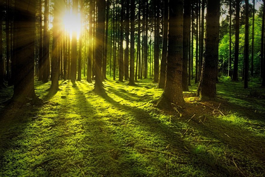 Sonne bricht zwischen den Bäumen durch