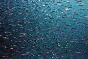 Fischschwarm unter Wasser