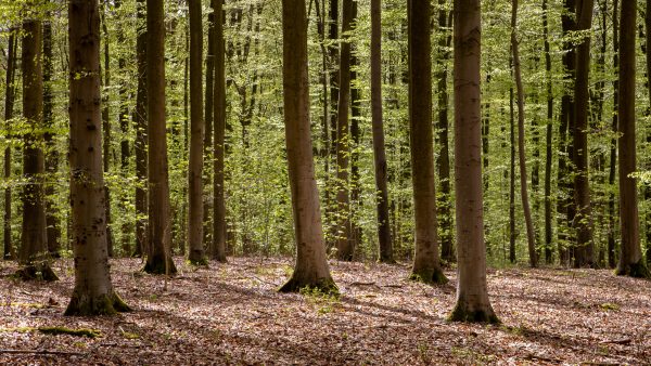 Baumstämme und Boden mit Laub