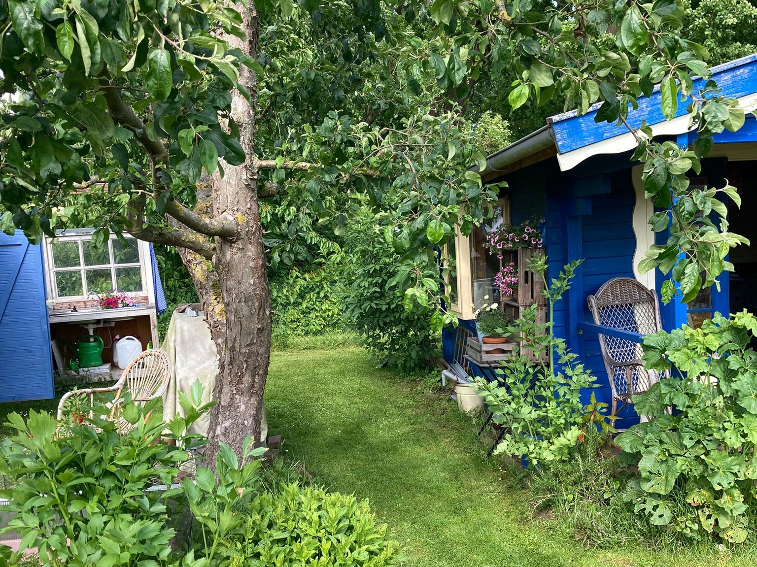 Kleingarten mit viel Grün und einer blauen Hütte